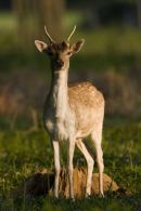 Fallow_Deer